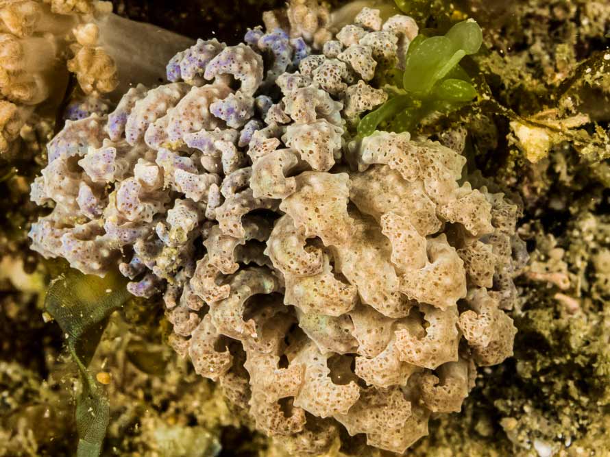 Phyllodesmium crypticum